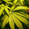 Cannabis-Clubs: So streng sollen die Regeln sein