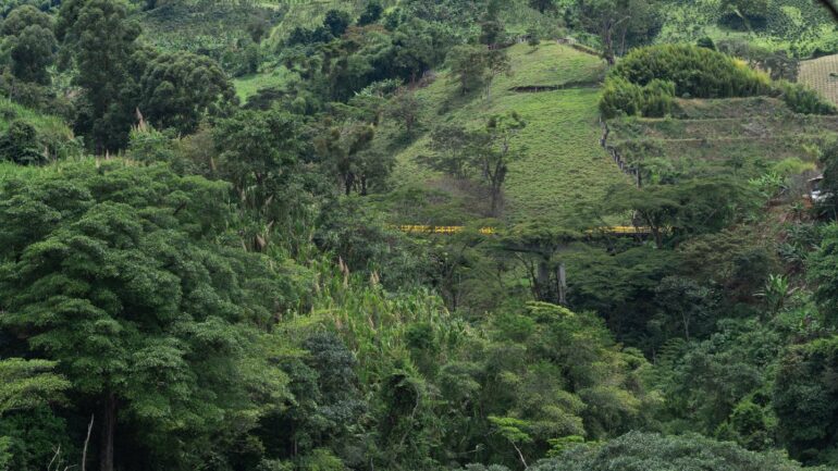 Vermisst im Regenwald Kolumbiens
- NEWSZONE