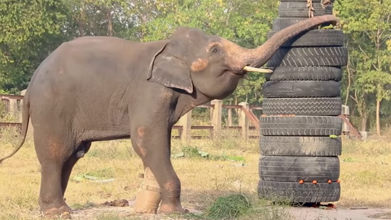 Elefant kann dank Prothese wieder laufen 🐘
- NEWSZONE