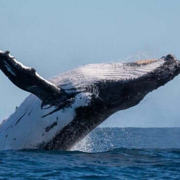 Island fängt dieses Jahr keine Wale! 🐳