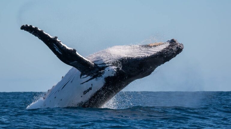 Island fängt dieses Jahr keine Wale! 🐳
