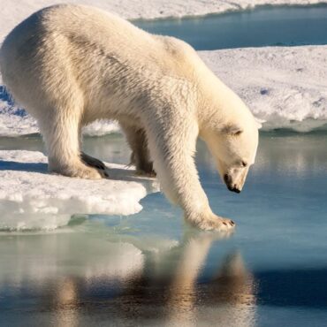 Könnte die Arktis im Sommer bald ohne Eis sein?